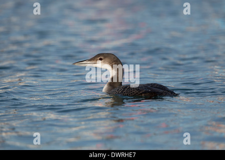 Great Northern Diver; Gavia immer; inverno; Regno Unito Foto Stock