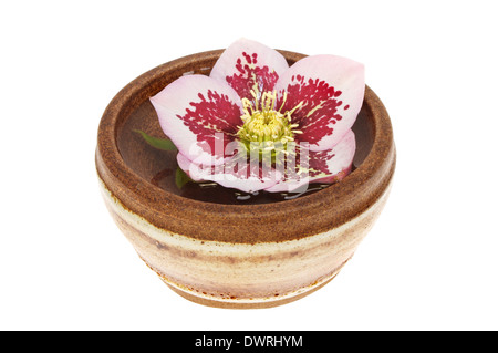 L'elleboro fiore galleggiante sull'acqua in un recipiente di ceramica isolata contro bianco Foto Stock