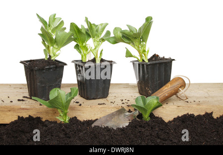 Ampia piantine di fagioli piantati nel suolo e nei bicchieri su una tavola di legno con un giardino cazzuola contro uno sfondo bianco Foto Stock