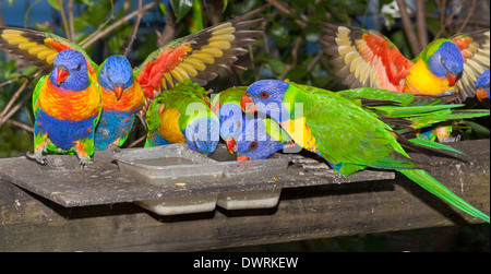 Comune pappagallo nativa la lorikeet, spesso tenuti come animali domestici, rumorosi e sfrontato Foto Stock