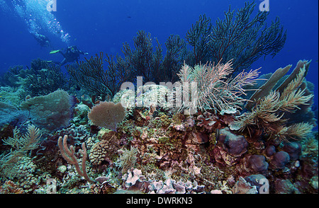 Immersioni sulla barriera corallina di Roatan, Honduras Foto Stock