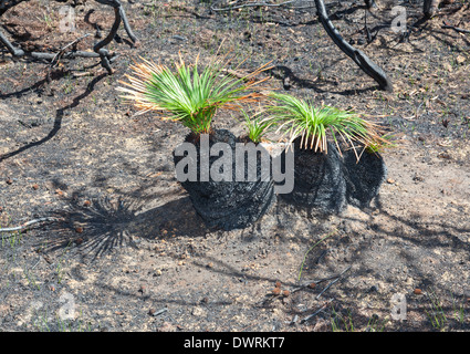 Nuova vita dopo bushfire Nero ragazzi che mostra l'effetto di fuoco e di vita nuova di una quindicina di giorni dopo l'incendio Foto Stock