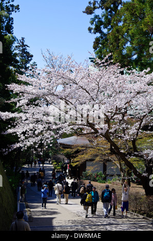 Fiori Ciliegio al Engaku-ji il tempio di Kamakura, Giappone Foto Stock