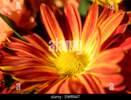 Un vicino l immagine di un ricco rosso e colorato in giallo mamma Foto Stock