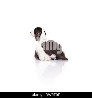 Springer Spaniel contro uno sfondo bianco Foto Stock