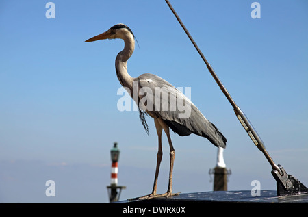 Airone cenerino alla ricerca di qualche pesce fresco al porto dei pescatori di Volendam, North Holland, Paesi Bassi. Foto Stock