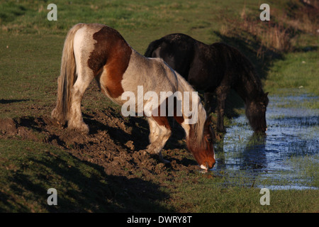 Cavallo di acqua potabile Foto Stock