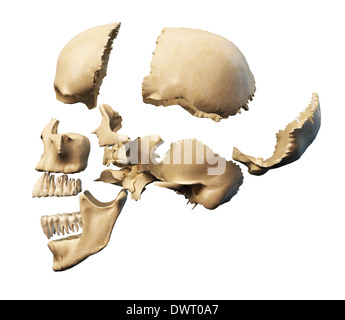 Cranio umano con parti esplose. Vista laterale, su sfondo bianco. Percorso di clipping incluso. Foto Stock