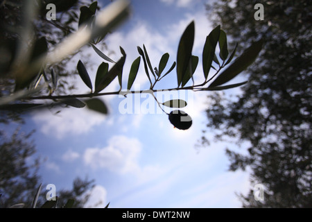 Splendido uliveto con alberi e le olive mature, Cupramontana, vicino ad Ancona, Marche, Italia Foto Stock