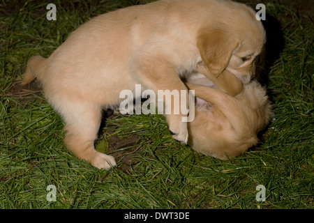 Una coppia di 7 settimane vecchio golden retriever cuccioli giocare fuori in giardino Foto Stock