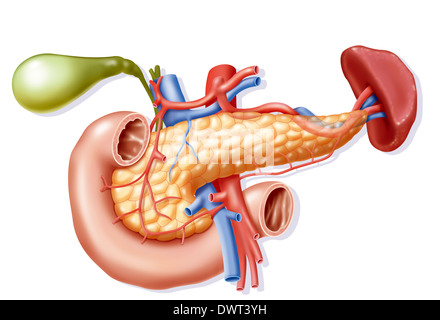 Il pancreas, disegno Foto Stock