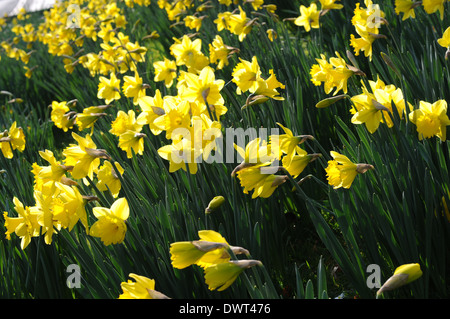 La molla narcisi che cresce in campagna inglese Foto Stock