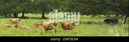 Una mandria di bovini in Limousin nella regione Limousin Francia. Foto Stock