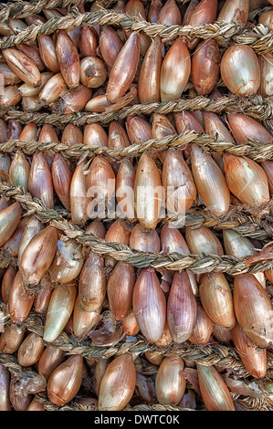 Trecce di cipolle, mercato, Guimaraes, Minho, Portogallo Foto Stock