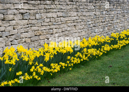 Daffodil fiori contro un cotswold muro di pietra. Cotswolds, Inghilterra Foto Stock