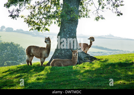 Tre alpaca (Vicugna pacos) nell'ombra di un albero Foto Stock