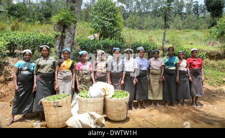 Gruppo di raccoglitori di tè che posano per una fotografia per la piantagione di tè Foto Stock