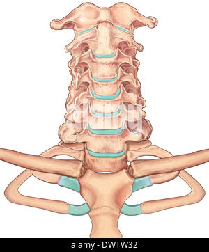 Vertebra cervicale disegno Foto Stock