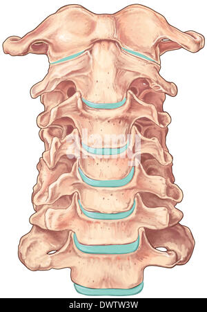 Vertebra cervicale disegno Foto Stock