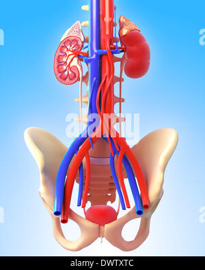 La circolazione del sangue Urinario sistema disegno Foto Stock