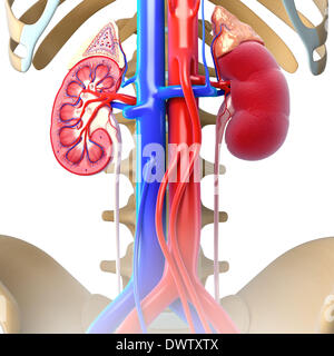 La circolazione del sangue Urinario sistema disegno Foto Stock