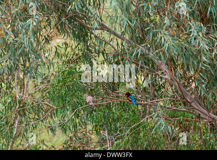 Kingfisher su un ramo con una colomba Foto Stock