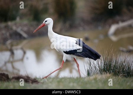 Cicogna bianca (Ciconia ciconia) è un grande uccello della famiglia cicogna Ciconiidae Foto Stock