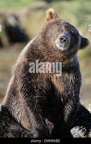 Orso grizzly (Ursus arctos horribilis) agitando l'acqua fuori della sua pelliccia. Foto Stock