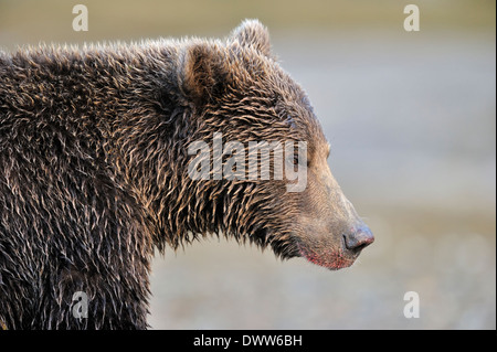 Orso grizzly (Ursus arctos horribilis ritratto). Foto Stock