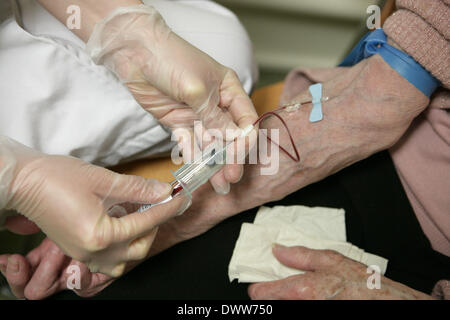 Campione di sangue senior Foto Stock