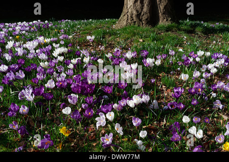 Ammassato croci in Rowntree Park, città di York, nello Yorkshire, Inghilterra Foto Stock