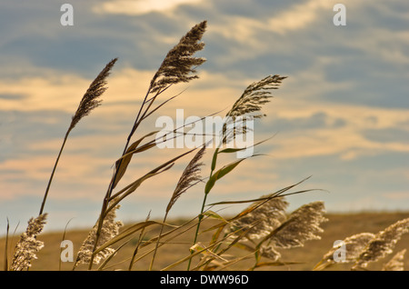 Prairie grass su un terreno asciutto contro il cielo scuro e piovoso nuvole Foto Stock