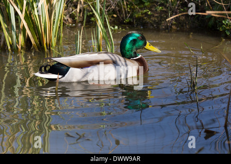 Anas platyrhynchos germano reale con la riflessione sull'acqua Foto Stock