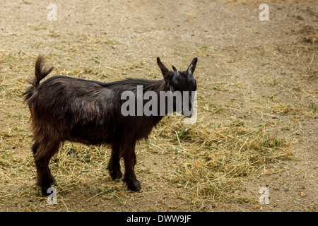 Carino giovane nero pigmeo di alimentazione di capra Foto Stock