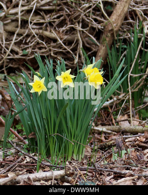 Un intrico di narcisi selvatici che crescono in bosco in Hampshire Foto Stock