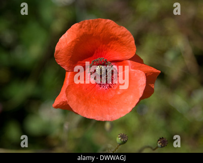 Papavero rosso testa di fiori da vicino Foto Stock