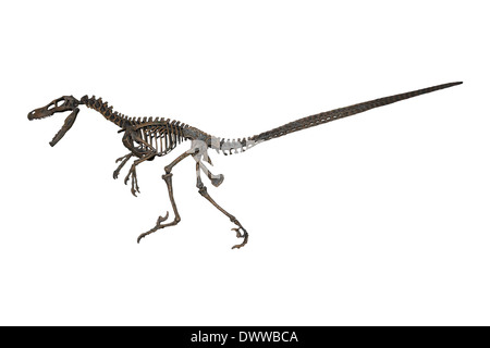 Velociraptor mongoliensis modello dello scheletro Foto Stock