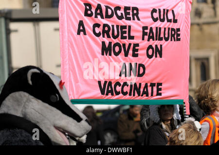 Londra, Regno Unito. 13 Mar, 2014. Anti badger cull protestare fuori del parlamento Foto Stock