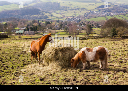 Pony di mangiare una balla di fieno al di sotto del bordo Curbar, Peak District, Derbyshire Foto Stock