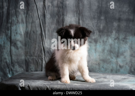 Border Collie cucciolo 11 settimane vecchio seduto in studio Foto Stock