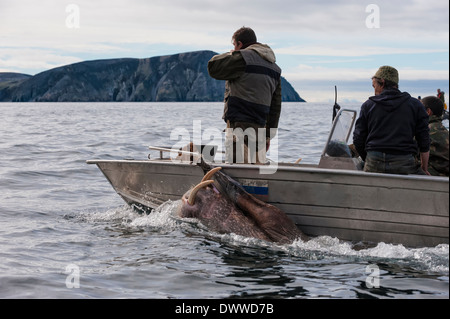 I cacciatori di tricheco, Cape Achen, Chukotka, Russia Foto Stock