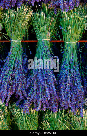 Raccolto di lavanda Foto Stock