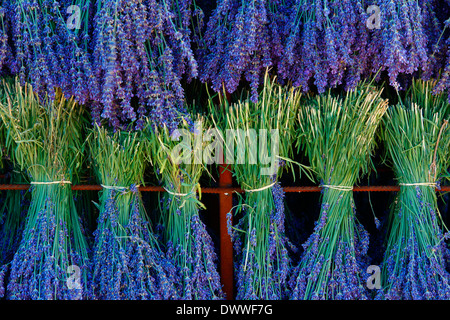 Raccolto di lavanda Foto Stock