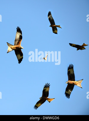 Red Kites a Gigrin Farm Centro Kite aquilone rosso stazione di alimentazione a Rhayader in Powys Wales UK Foto Stock