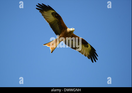 Red Kites a Gigrin Farm Centro Kite aquilone rosso stazione di alimentazione a Rhayader in Powys Wales UK Foto Stock