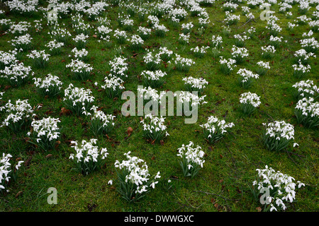 Galanthus nivalis snowdrop fiori bianchi contrassegni verdi bulbi da fiore snowdrops Spring grumi di fioritura giardino Tappeti clonbeale Foto Stock