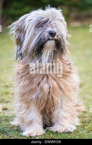 Un maschio di razza Tibetan Terrier cane Foto Stock