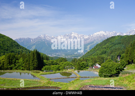 Giapponese a nord delle Alpi e risaie, Prefettura di Nagano, Giappone Foto Stock