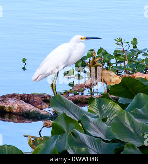 Immagine di un Snowy Garzetta (Egretta thuja) che pongono al Wakodahatchee Zone umide in Delray Beach, Florida, Stati Uniti d'America Foto Stock