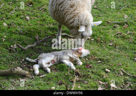 Ovini femmine Pecora in piedi dal suo bambino morto agnello regno unito Foto Stock